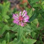 Trifolium medium Flor