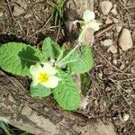 Primula vulgarisBlomst