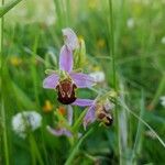 Ophrys apifera Blomma