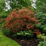 Rhododendron prunifolium عادت