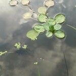 Ludwigia peploides Leaf