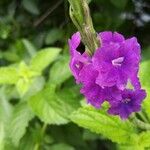 Stachytarpheta frantzii Flower