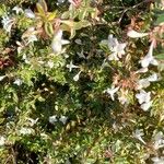 Abelia grandifolia Blomst