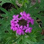 Verbena bipinnatifida Цвят