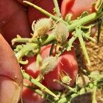 Crotalaria saharae Frukt