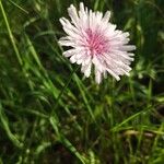 Crepis rubra Hábito