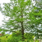 Gleditsia japonica Costuma