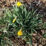 Narcissus pseudonarcissus Costuma