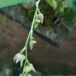 Polystachya cultriformis Цвят