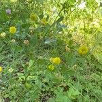 Trifolium aureum Habit