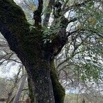 Fraxinus angustifolia Cortiza