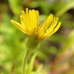 Arnica sachalinensis