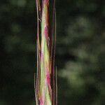 Andropogon distachyos Blüte