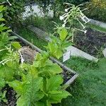 Nicotiana sylvestris 形态