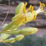 Agave utahensis Virág