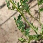 Adesmia muricata Leaf