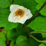 Anemone coronaria Flower