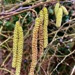 Corylus avellana 果實