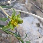 Euphorbia macroclada Blüte