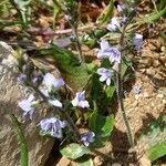 Veronica officinalis Habitus