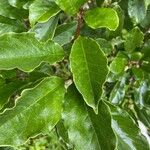 Magnolia liliiflora ᱥᱟᱠᱟᱢ