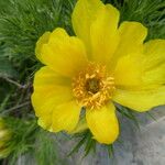 Adonis pyrenaica 花