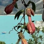 Passiflora tarminiana