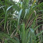 Pandanus tectorius Blatt