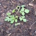 Geum aleppicum Leaf