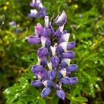 Lupinus nootkatensis Цвят