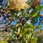 Protea caffra Flower