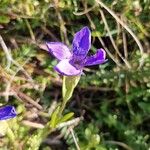 Gentianopsis ciliataBlüte