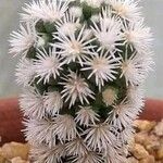 Mammillaria carmenae Corteza