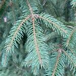 Picea abiesLiść