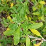 Salvia mellifera Lapas