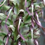 Himantoglossum hircinum Blomst