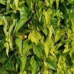 Dioscorea polystachya Hoja