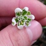 Galanthus nivalis Fleur