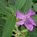 Ruellia humilis Цвят