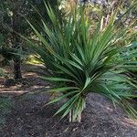 Pandanus utilis Leaf