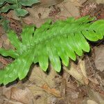 Polypodium scouleri 整株植物