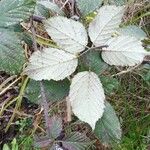 Rubus bracteatus Feuille