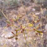 Bupleurum fruticescens Fruto