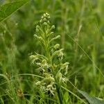 Platanthera lacera Flower