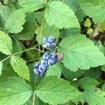 Rubus caesiusFruit