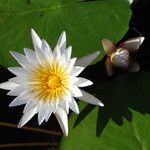 Nymphaea lotus 花