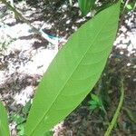 Litsea umbellata Leaf