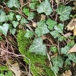 Hedera hibernica Hostoa