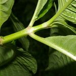 Psychotria berteroana Ŝelo
