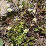 Saxifraga aspera Flower